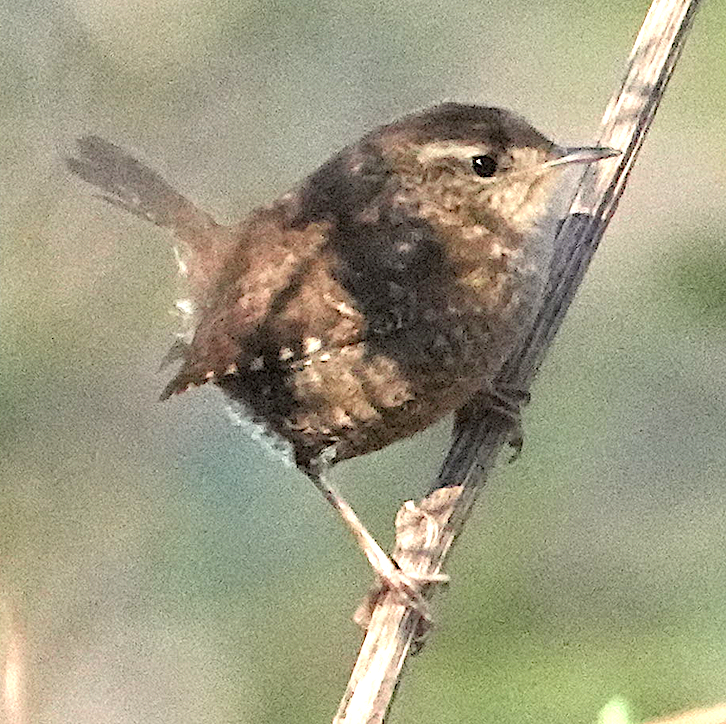 フユミソサザイ - ML646593591