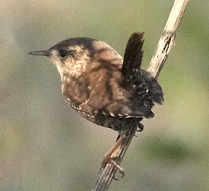 フユミソサザイ - ML646593592