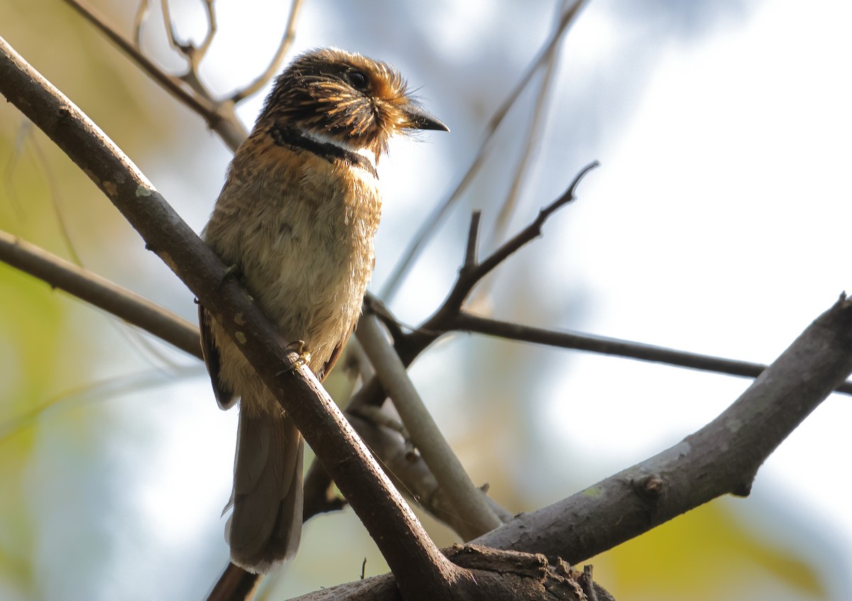 Crescent-chested Puffbird - ML646593595