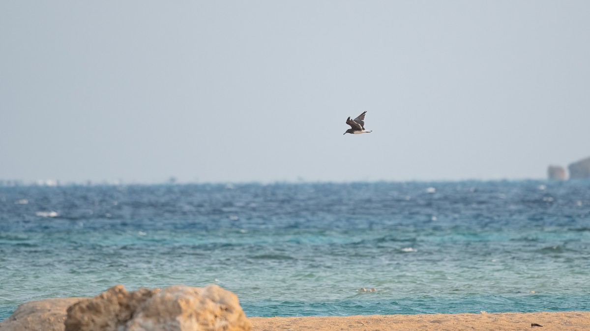 ススケカモメ - ML646593596