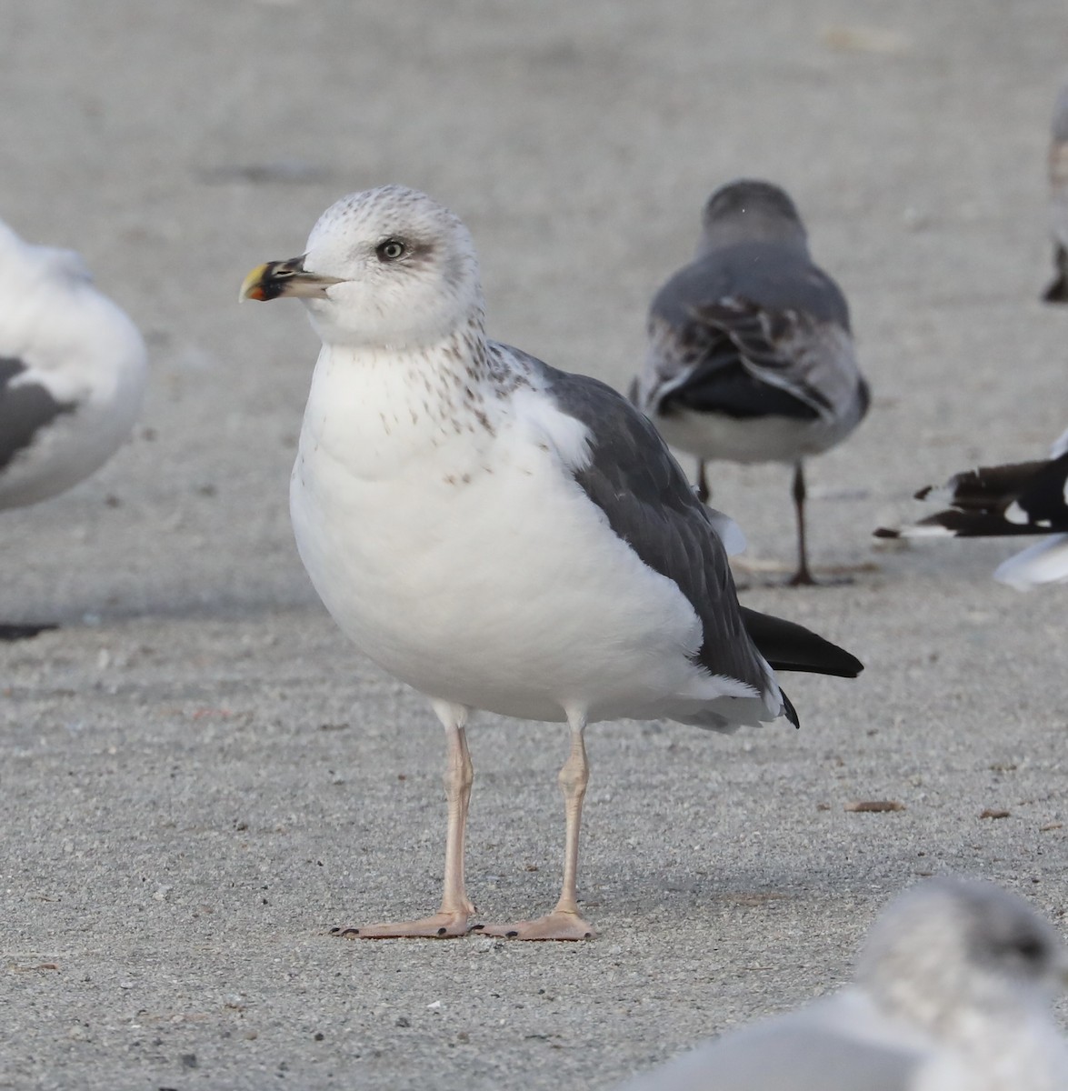 Мартин чорнокрилий - ML646593597