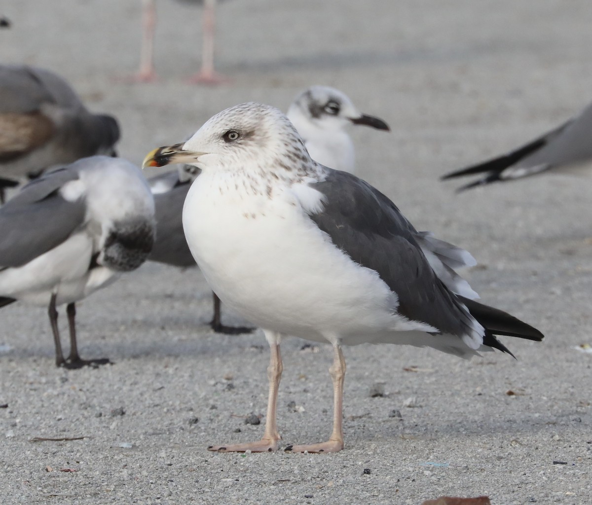 Мартин чорнокрилий - ML646593598