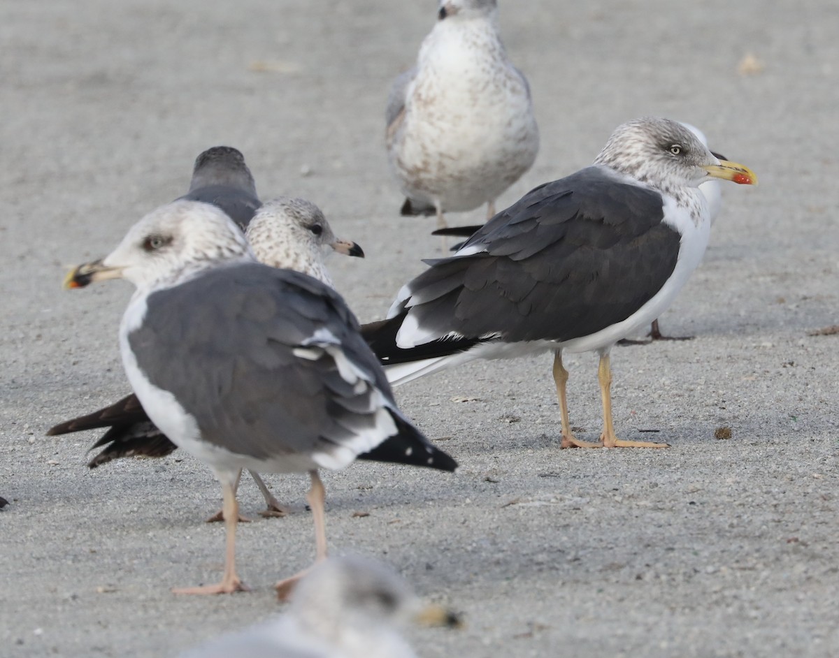 Мартин чорнокрилий - ML646593599