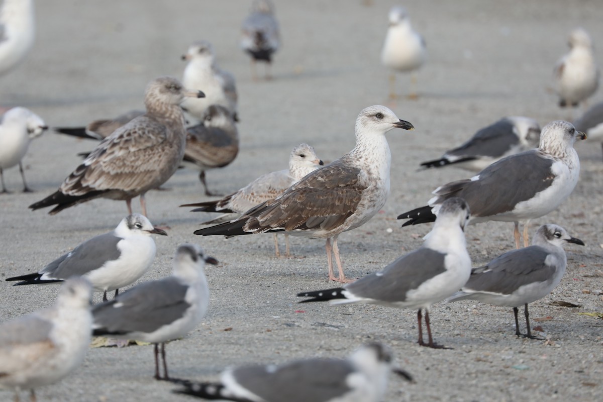 Мартин чорнокрилий - ML646593600