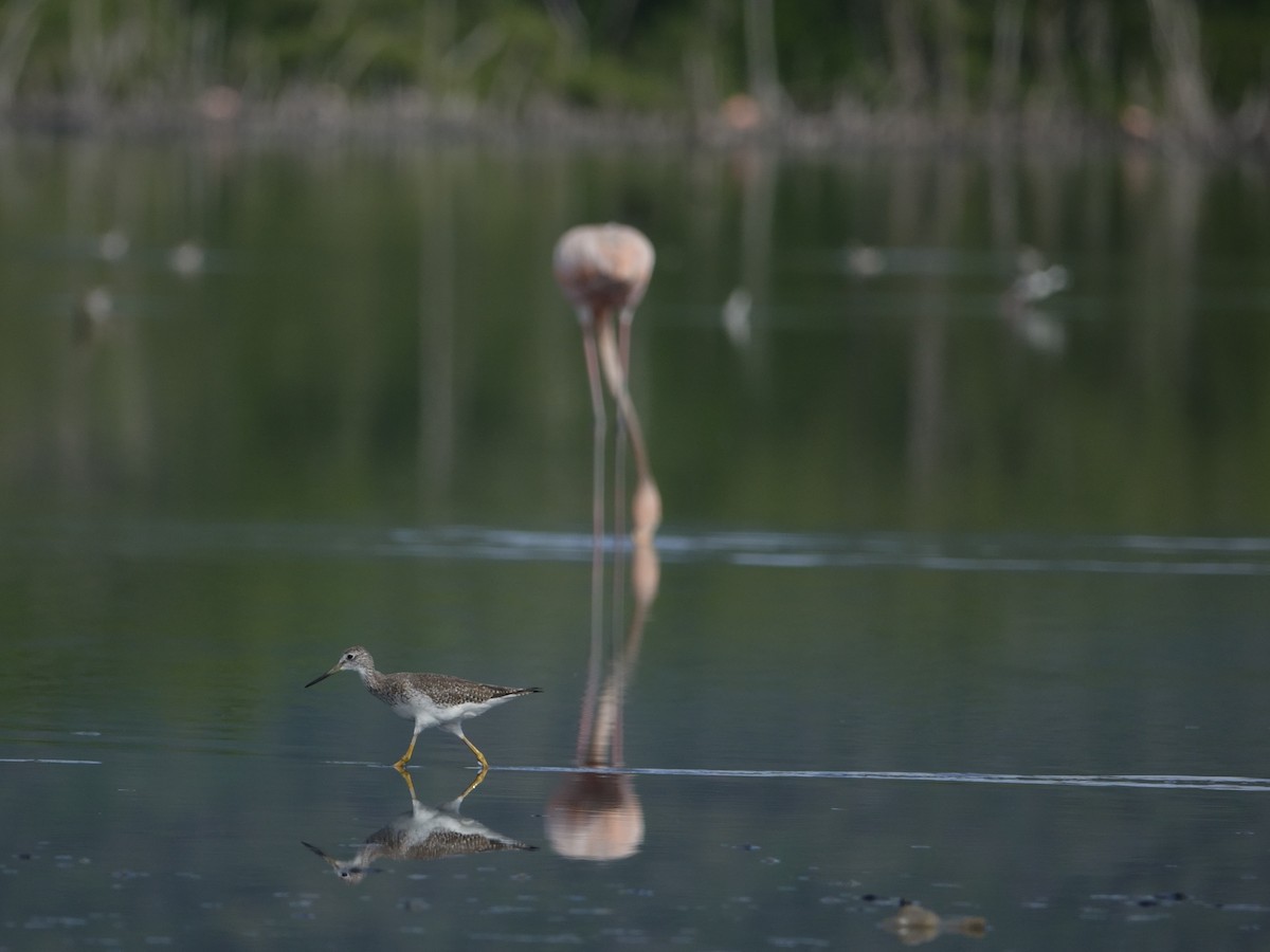 Kuliska hankahori txikia - ML646593601