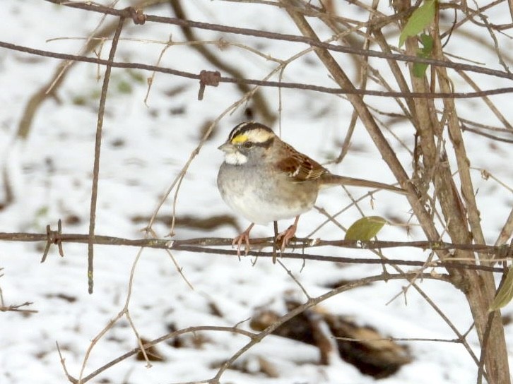 White-throated Sparrow - ML646593603