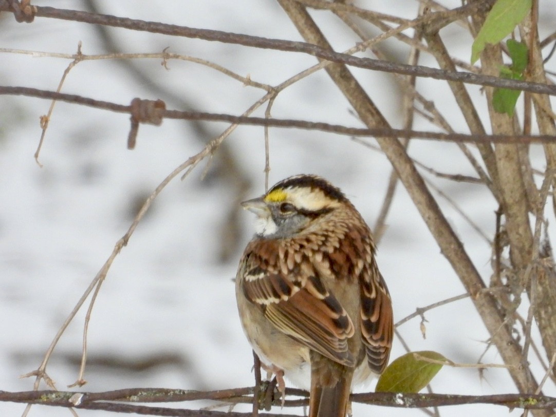 White-throated Sparrow - ML646593604