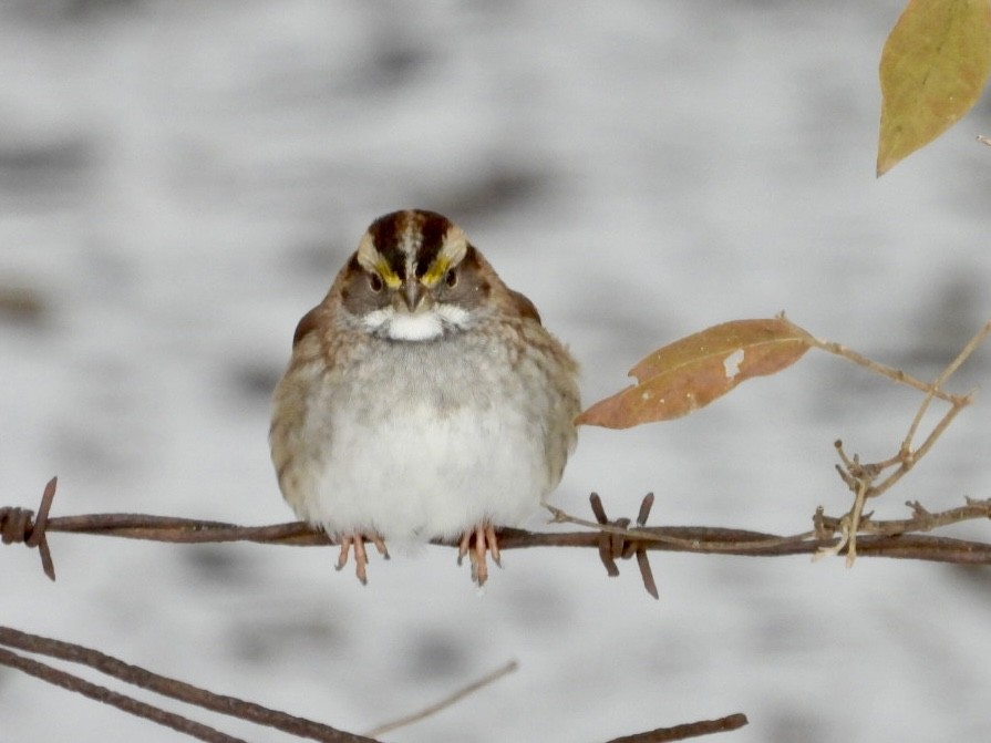 White-throated Sparrow - ML646593605