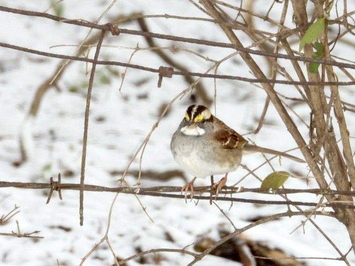 White-throated Sparrow - ML646593606