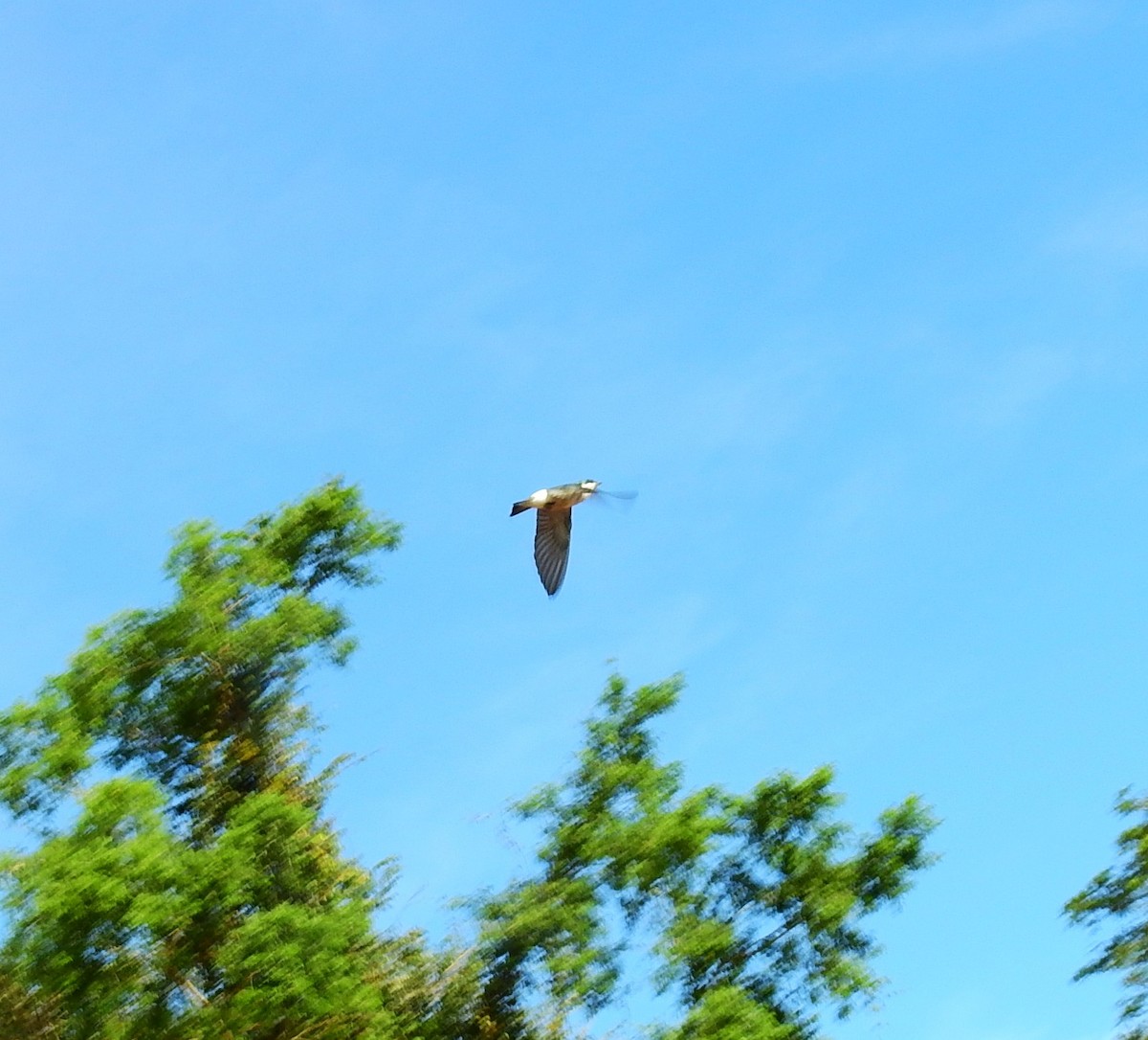 Mangrove Swallow - ML646593609