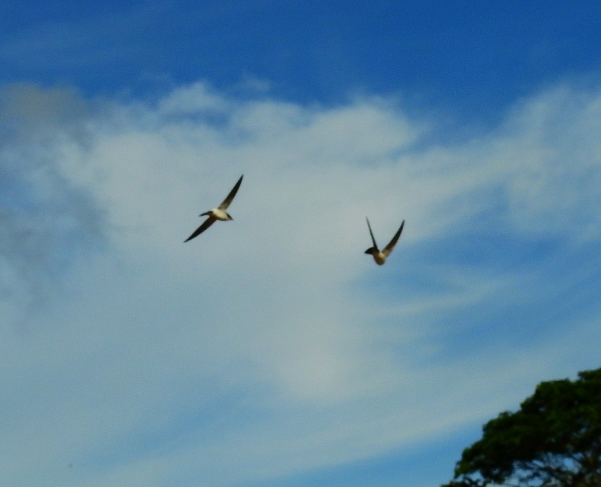 Mangrove Swallow - ML646593610