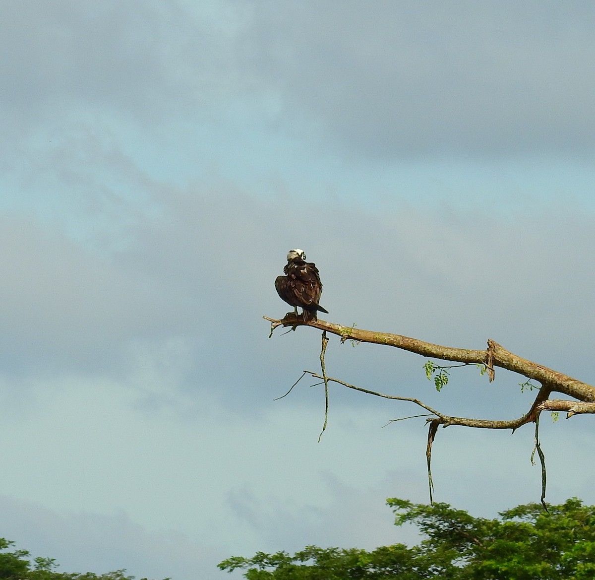 שלך - ML646593611