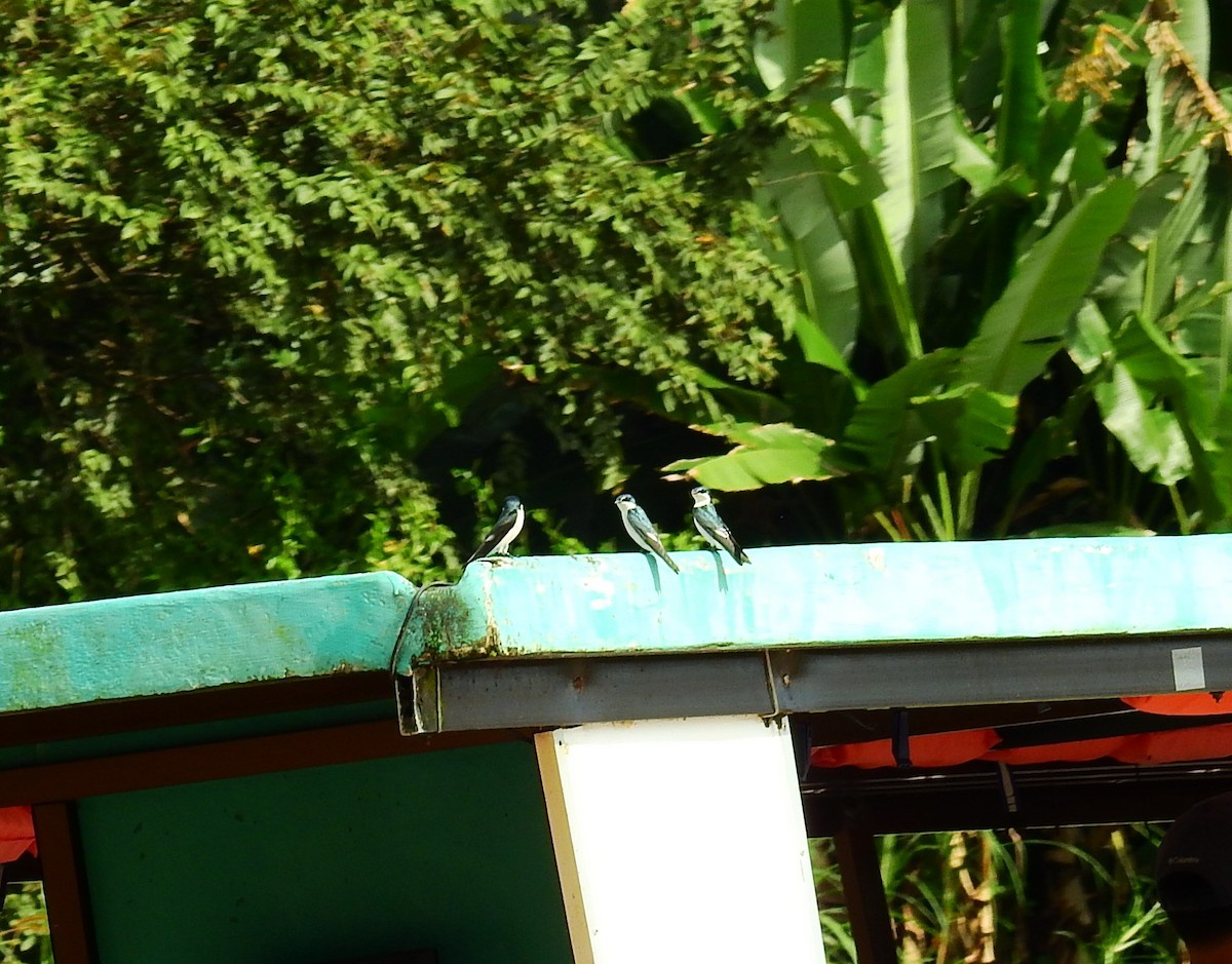 Mangrove Swallow - ML646593612