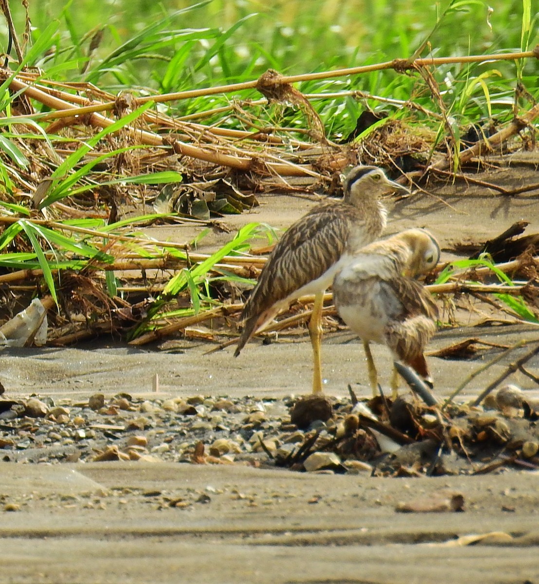 Double-striped Thick-knee - ML646593613