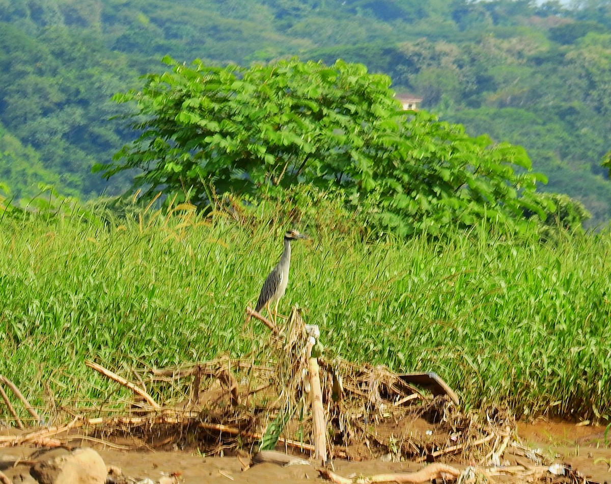 אנפת לילה צהובת-כיפה - ML646593614