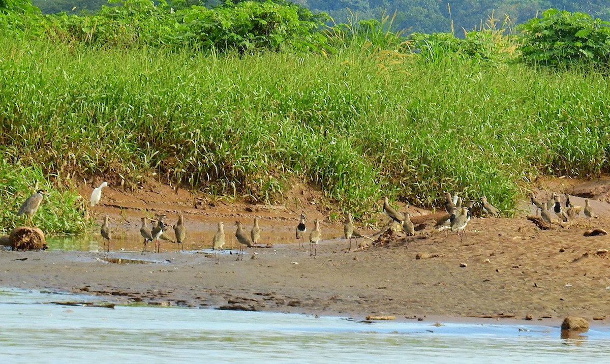 Southern Lapwing - ML646593615