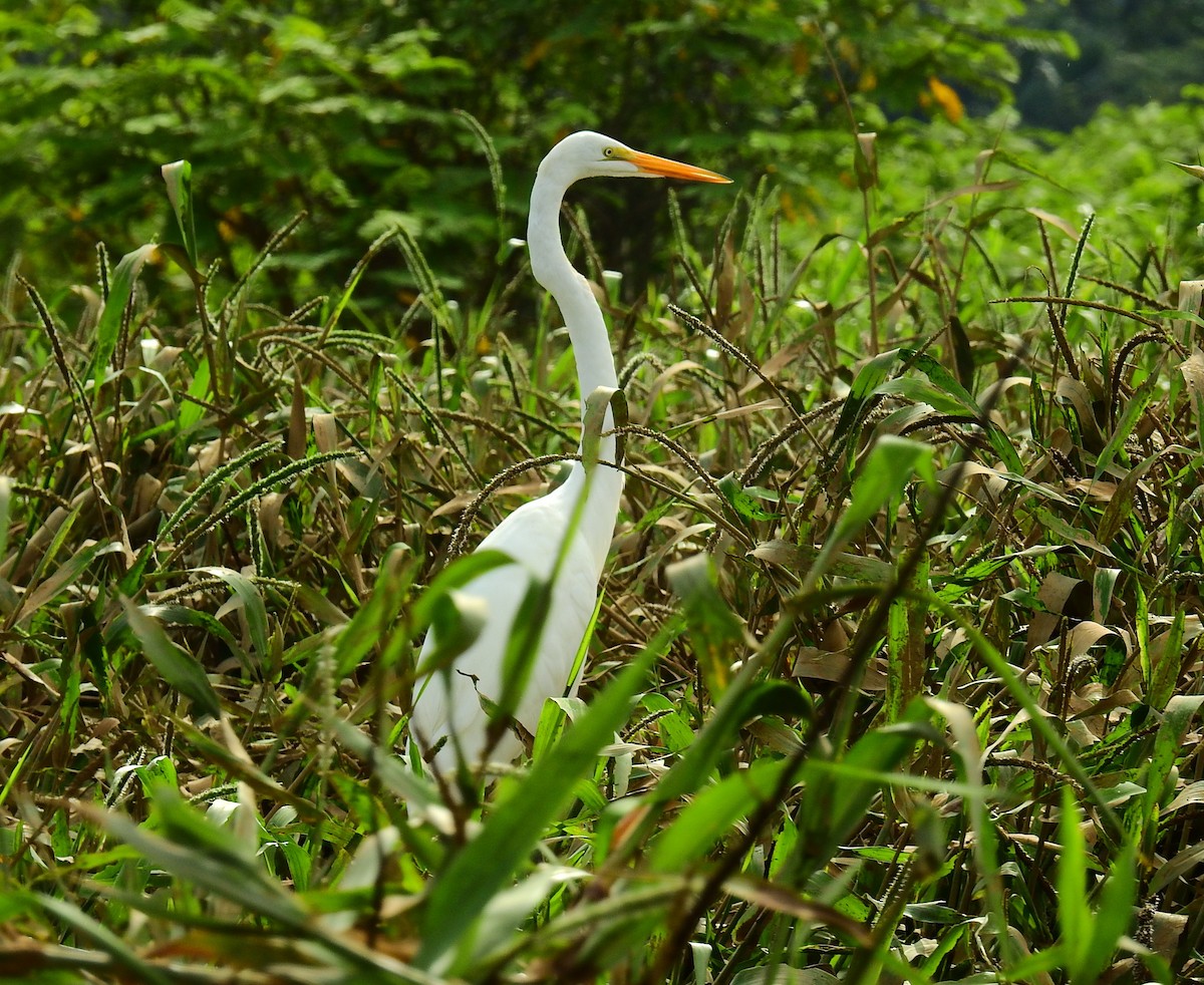 לבנית גדולה - ML646593616