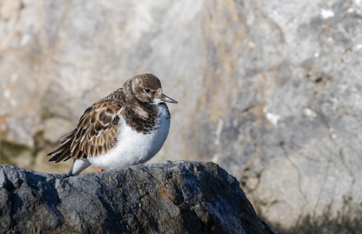 Алаг хайргач - ML646593617