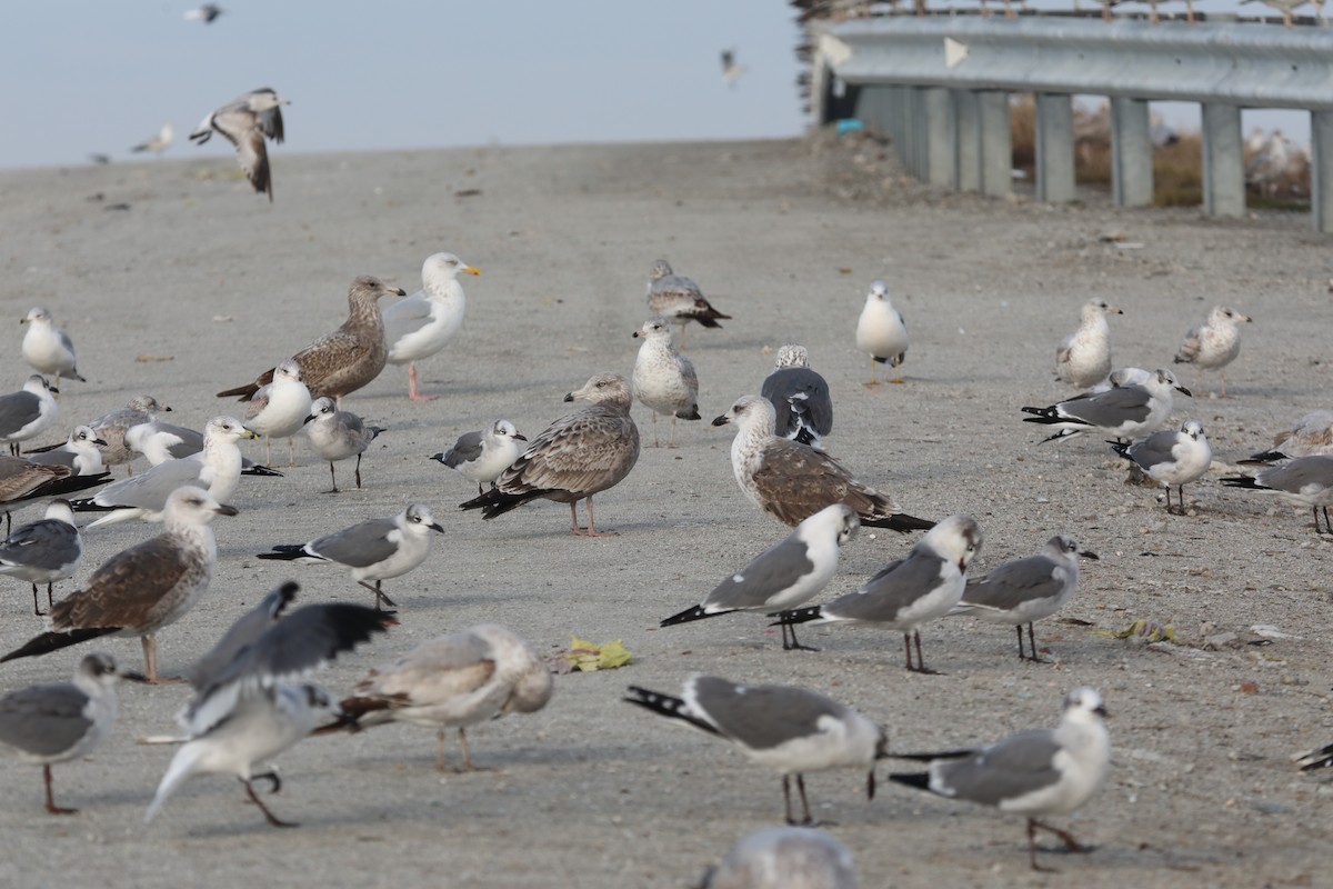 Мартин американський - ML646593623