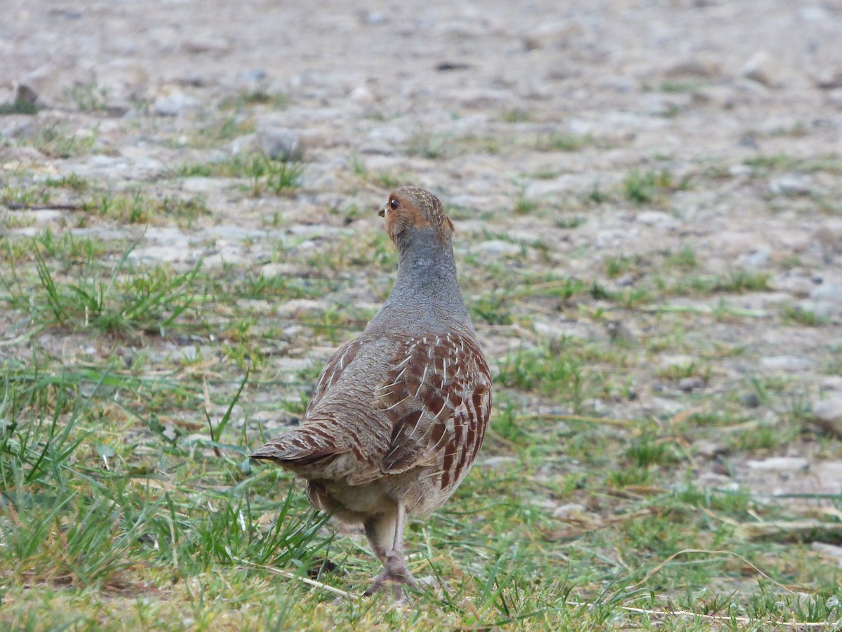 Gray Partridge - ML646593626