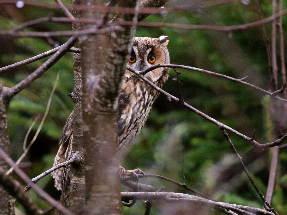 長耳鴞 - ML646593627