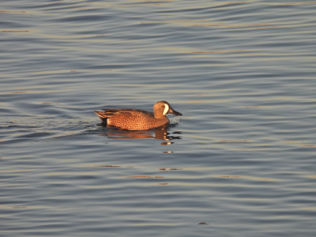 Синекрылый чирок - ML646593628