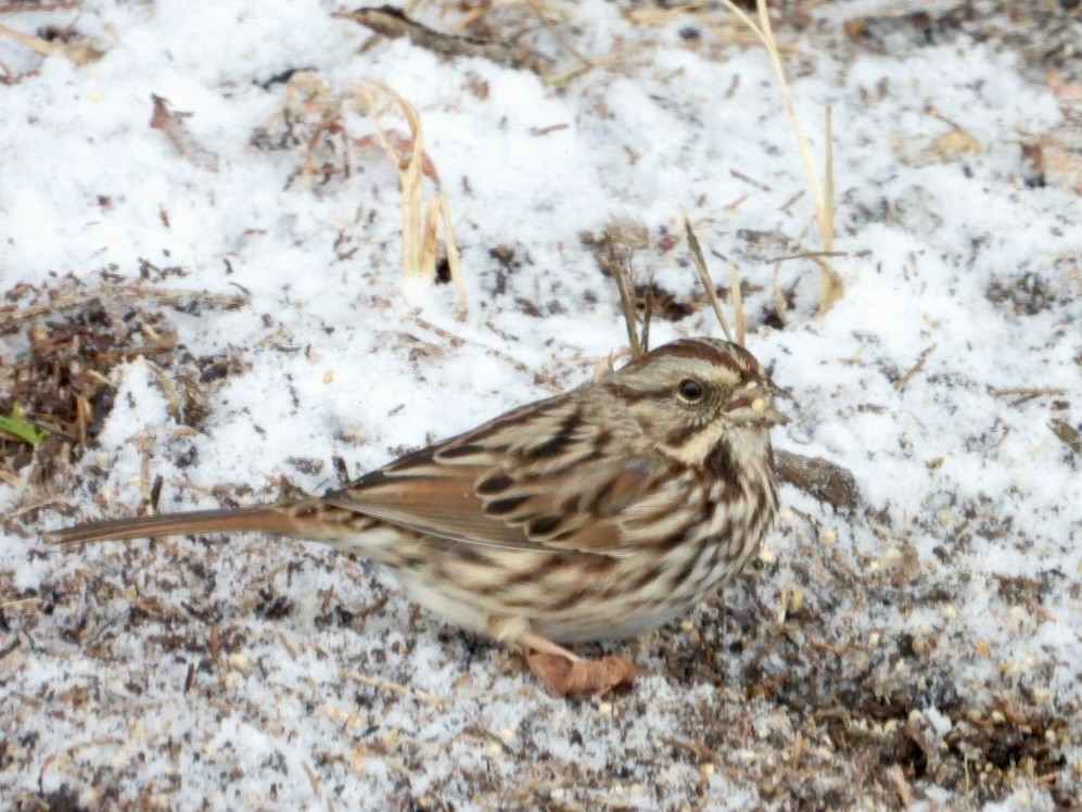 Song Sparrow - ML646593630