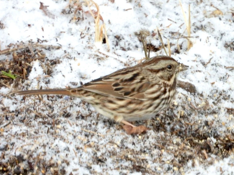 Song Sparrow - ML646593631