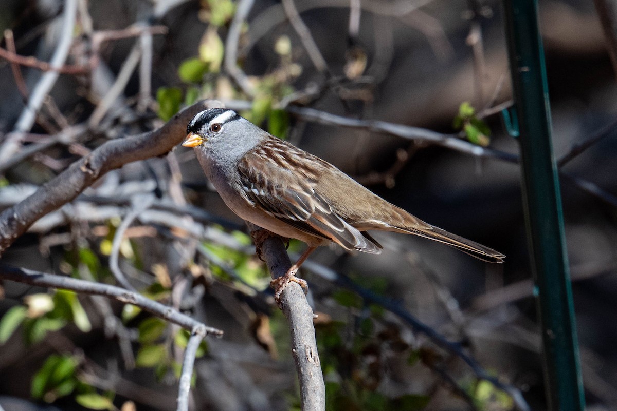 Dachsammer - ML646593632