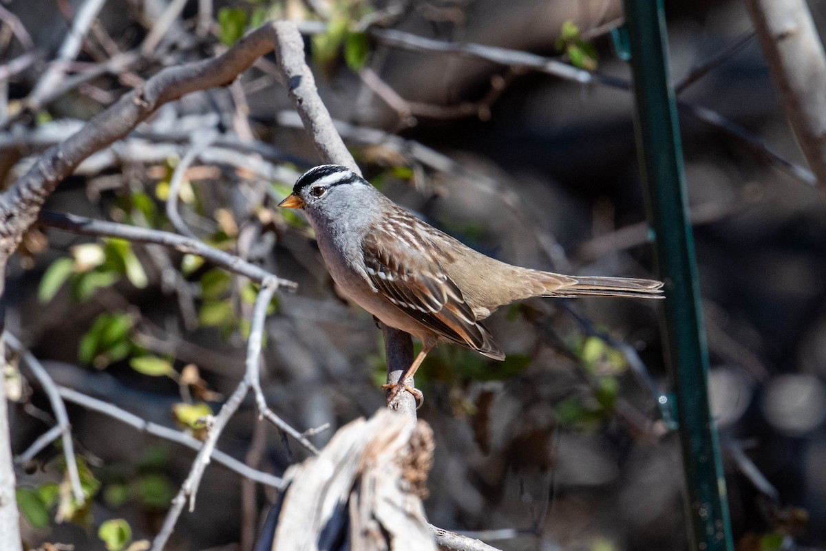 Dachsammer - ML646593633