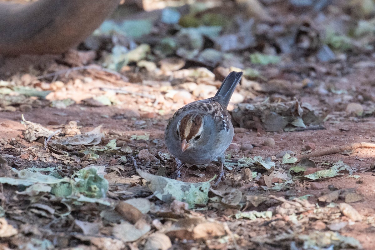 Dachsammer - ML646593634