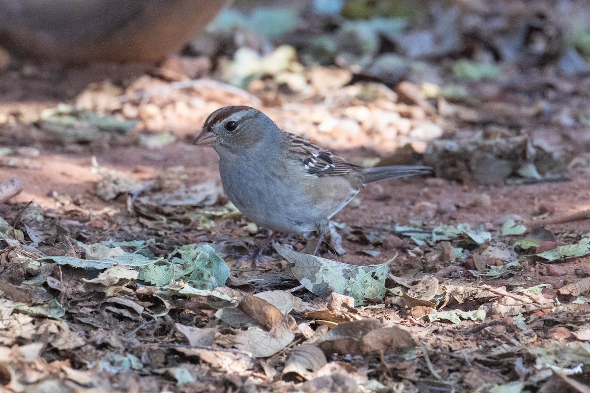 Dachsammer - ML646593635