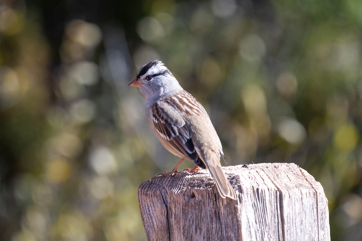 Dachsammer - ML646593636