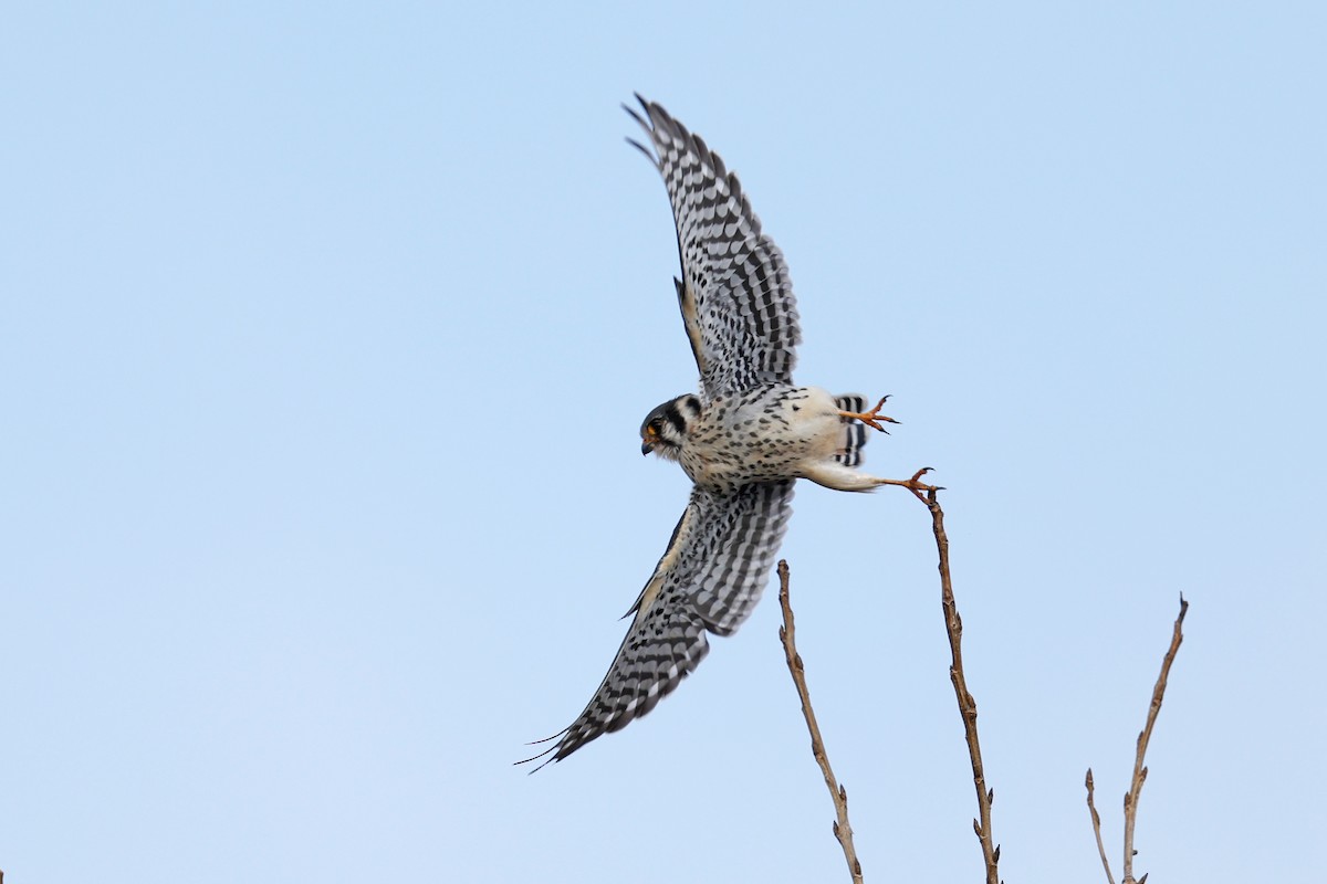American Kestrel - ML646593637