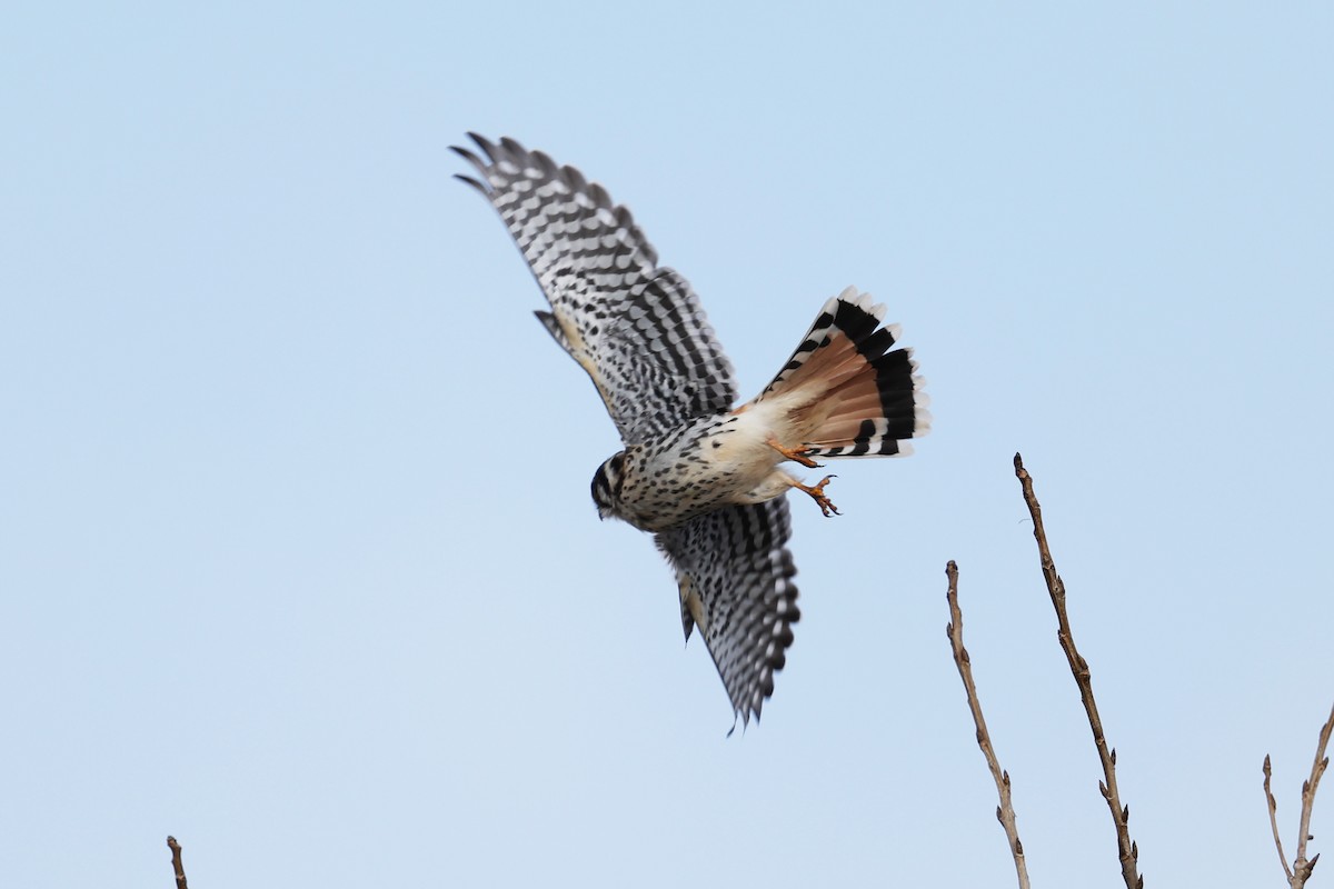 American Kestrel - ML646593638