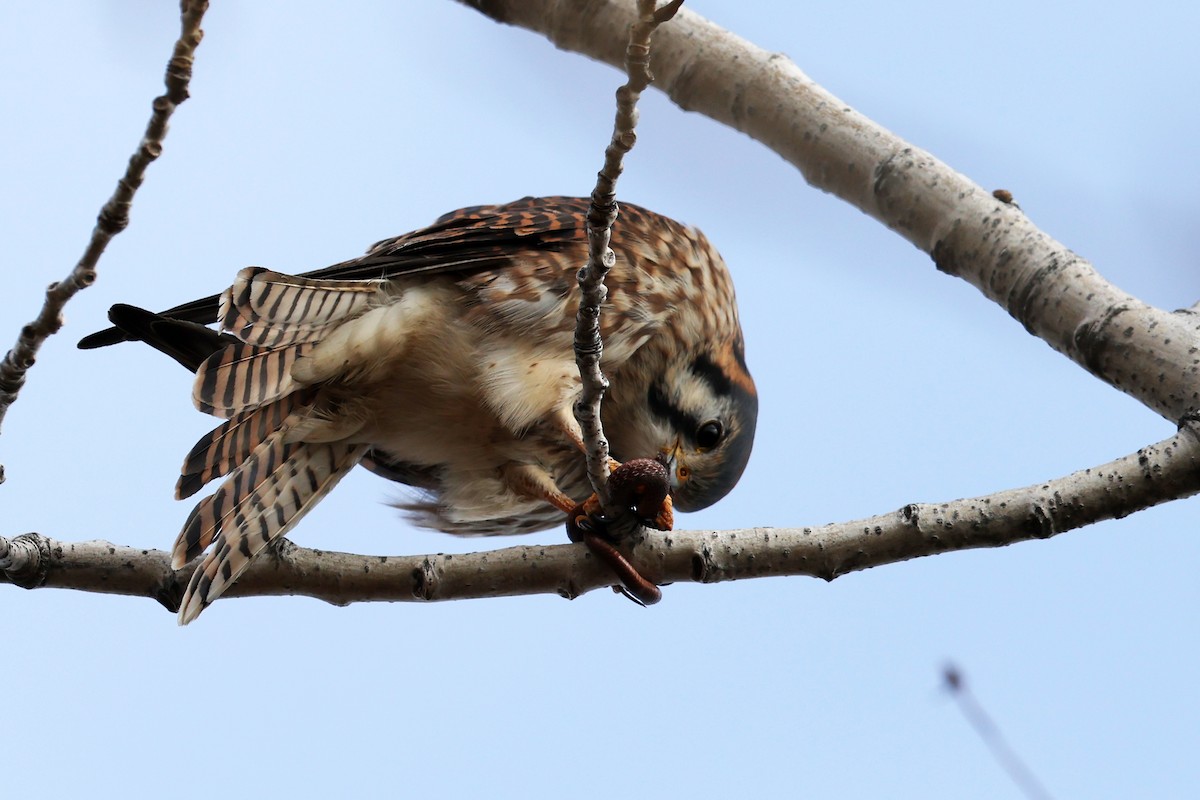 American Kestrel - ML646593639