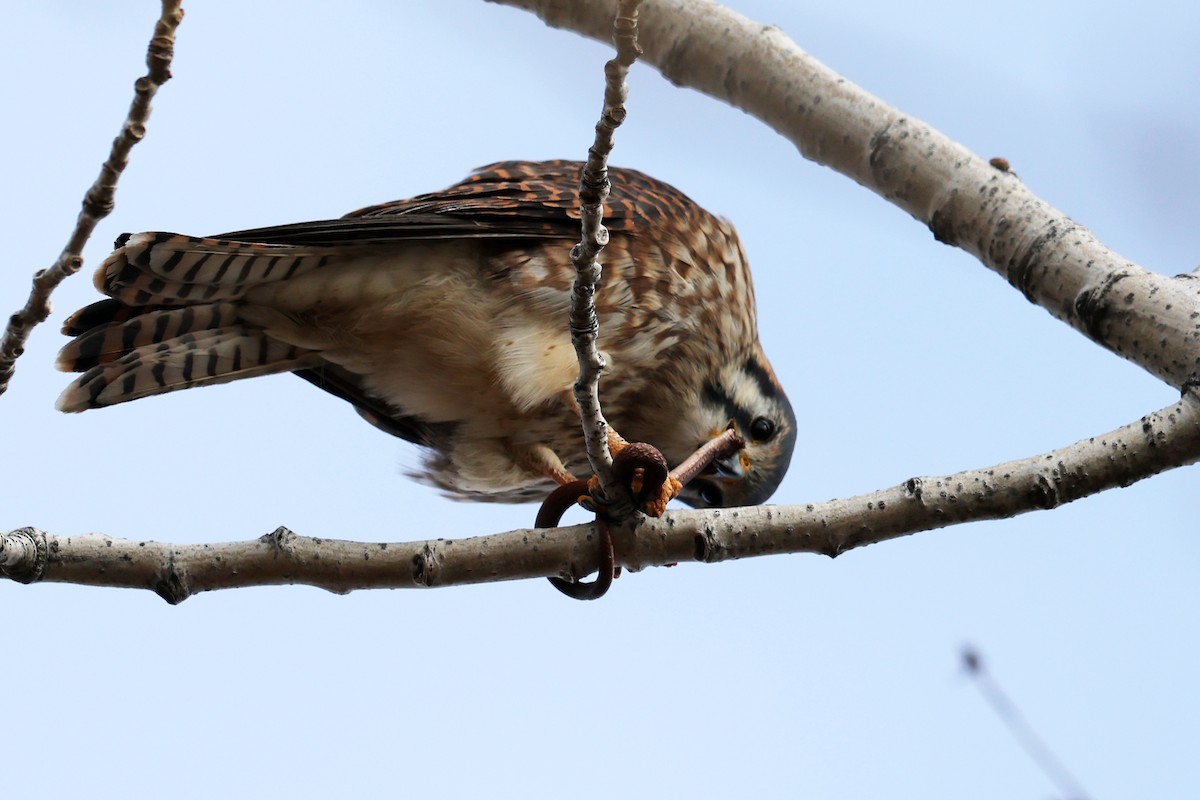 American Kestrel - ML646593640