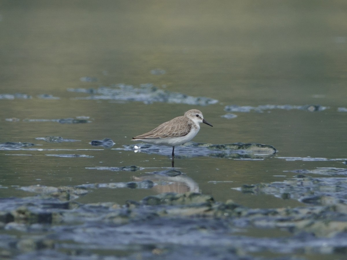 Побережник аляскинський - ML646593641