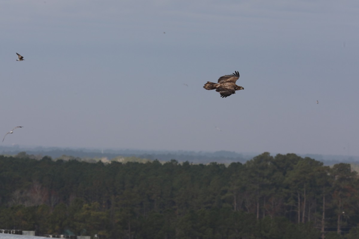 Pygargue à tête blanche - ML646593642