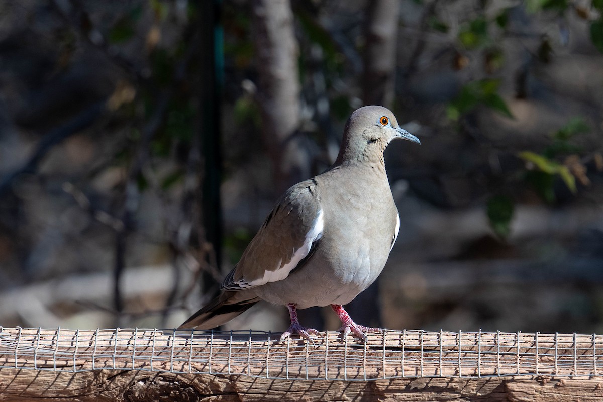 Weißflügeltaube - ML646593644