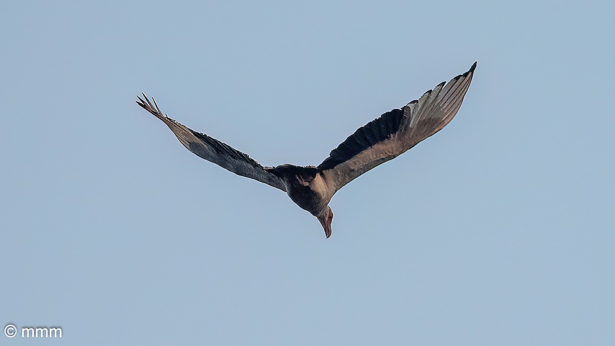 Palm-nut Vulture - ML646593646