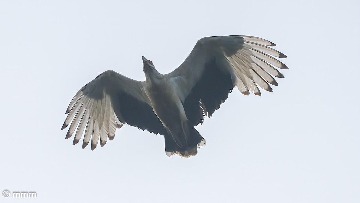 Palm-nut Vulture - ML646593647