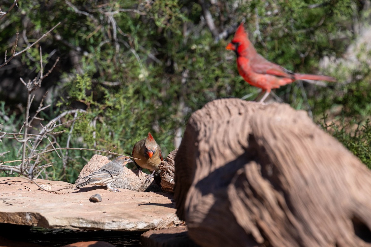 Hausgimpel - ML646593648