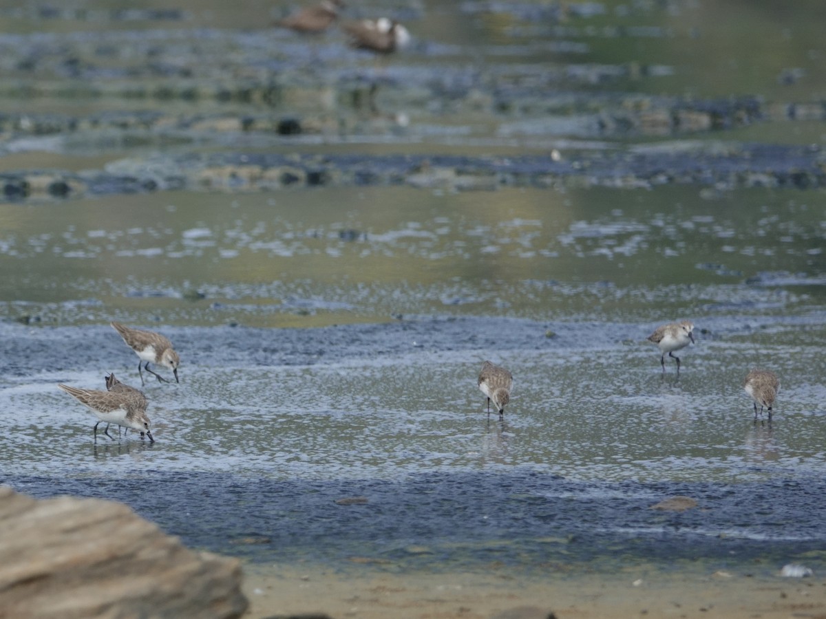 Побережник тундровий - ML646593652