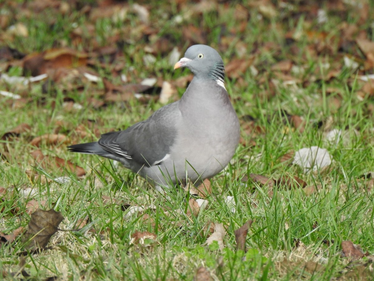 Paloma Torcaz - ML646593655