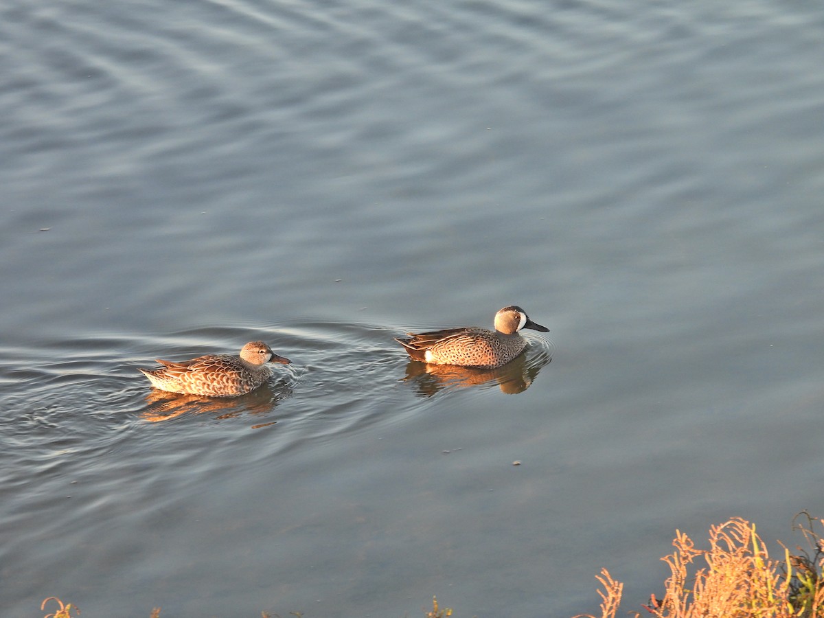 Синекрылый чирок - ML646593656