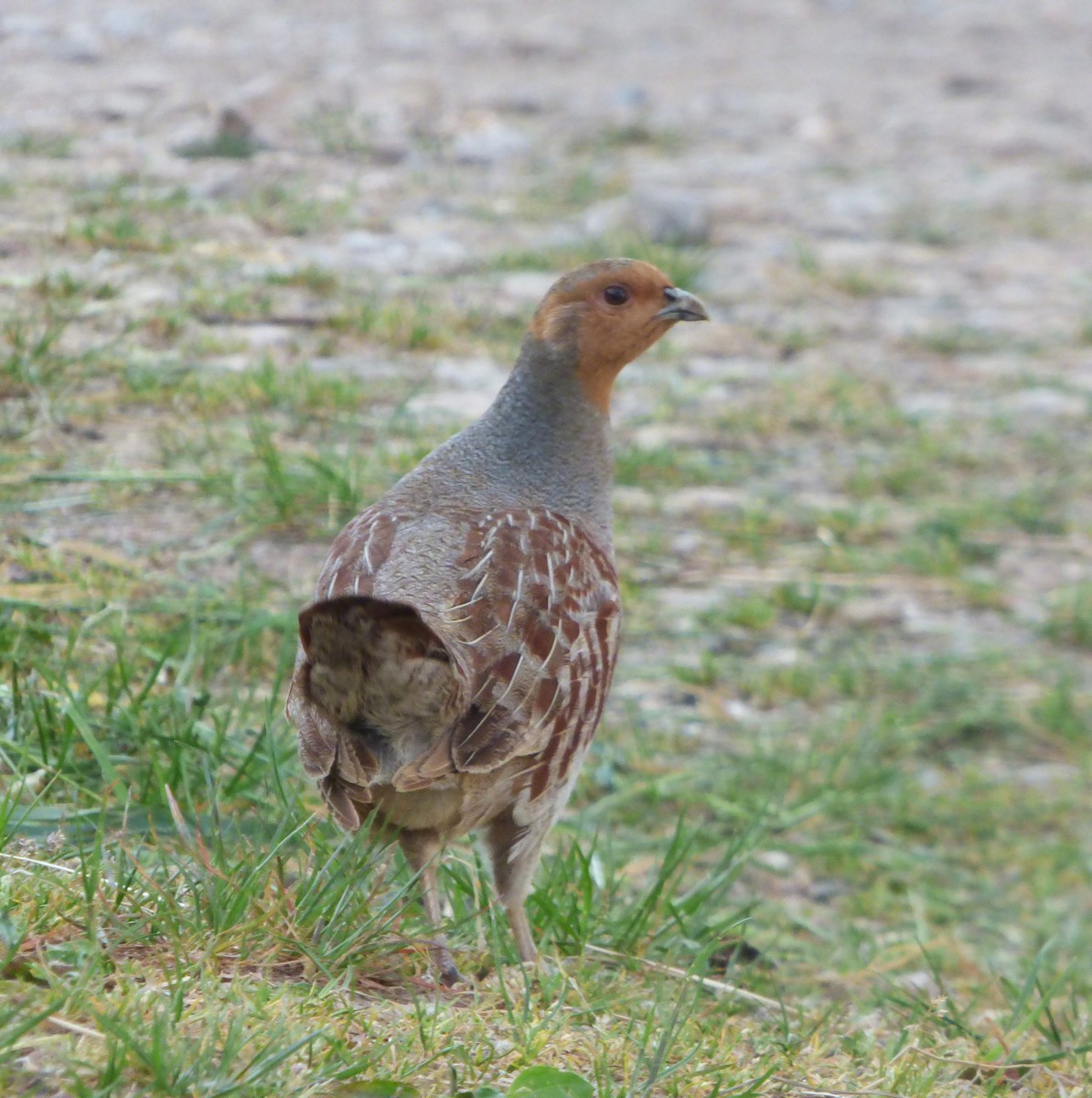 Gray Partridge - ML646593657