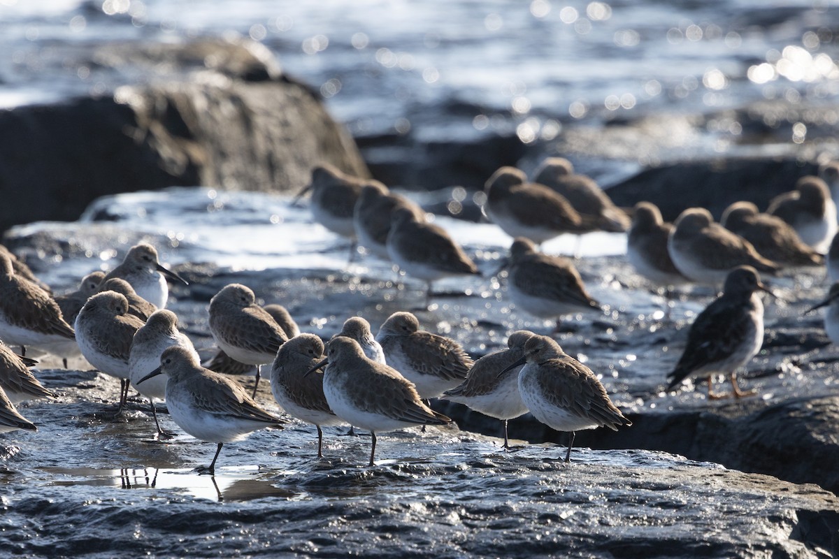 Хар элсэг - ML646593658