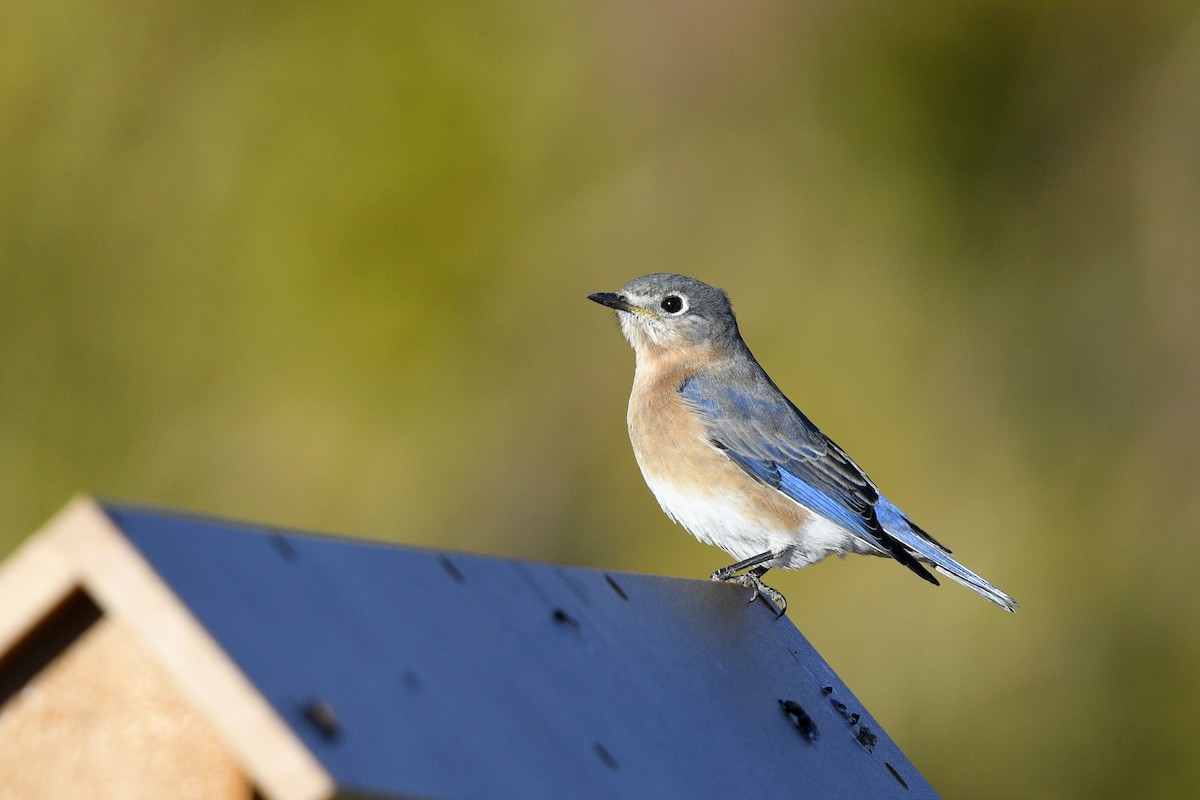 Azulejo Oriental - ML646593659