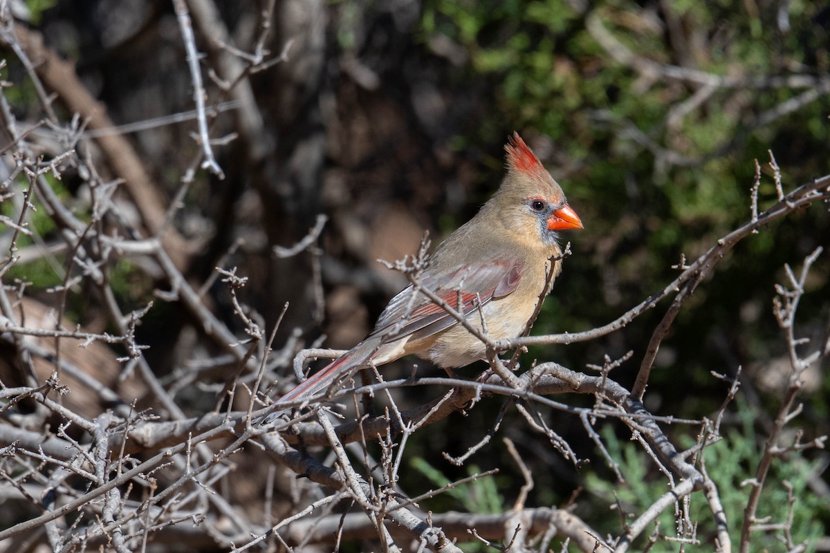 Rotkardinal - ML646593660